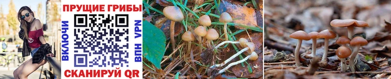 даркнет сайт  MEGA ссылки  Псилоцибиновые грибы Cubensis  Похвистнево 